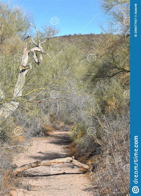 Dry Stream Wash or Arroyo in the Desert Stock Image - Image of concept ...