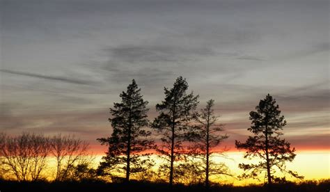 pines in the sunset | Sunset, Celestial, Outdoor