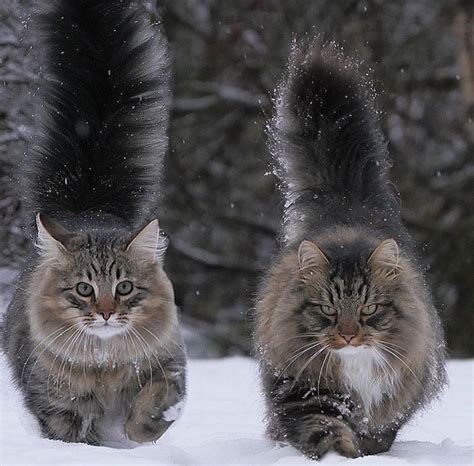 These snow cats are 🔥 : r/NatureIsFuckingLit