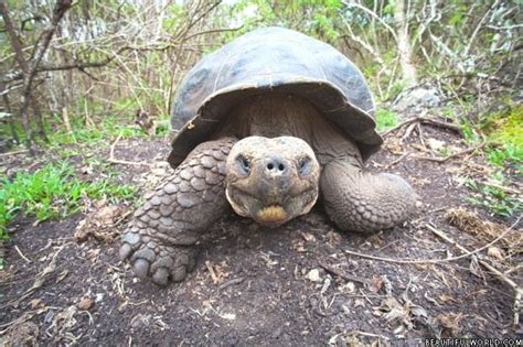 Galapagos National Park Facts & Information - Ecuador Travel Guide