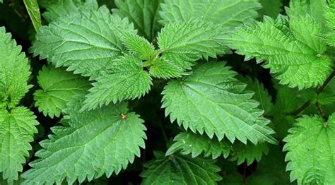 Nettle and hair growth | Food, Life and Health