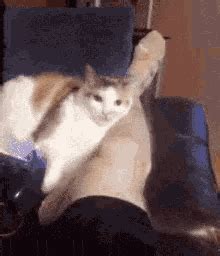 Cat Bite GIF - Cat Bite - Discover & Share GIFs