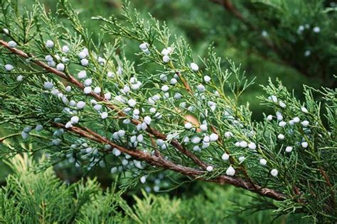 Are Juniper Berries Edible? | Gardener’s Path