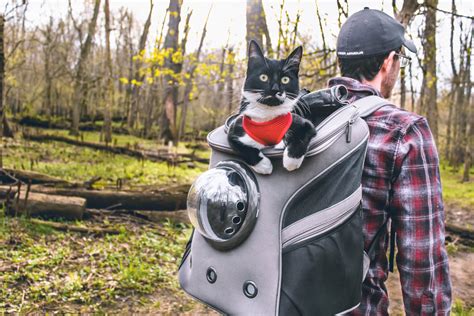 MEET KITSUNE - The Hiking Cat