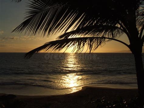 Hawaii Palm tree sunset stock photo. Image of tree, rays - 1039894