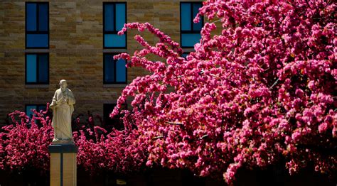 University Announces Major Renovation for Chapel of St. Thomas Aquinas ...