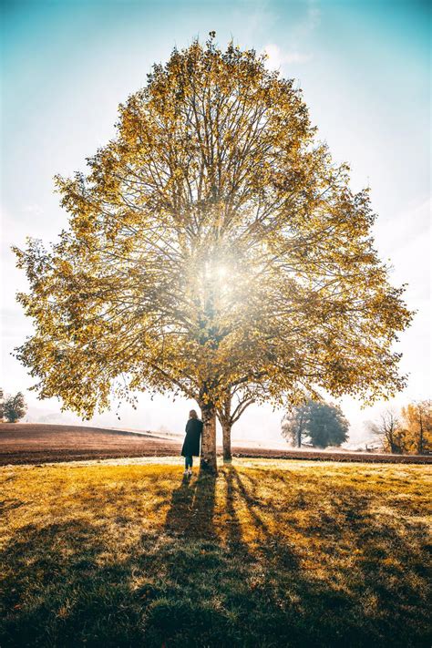 9 Spiritual Meanings of Tree of Life: Marriage & More