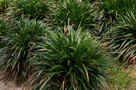 Winterizing Liriope Plants – Learn About Lilyturf Winter Care