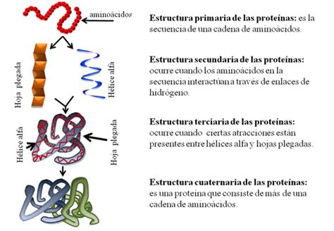 blog-bioquimica: Péptido