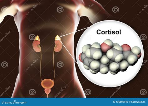 Molecule of Cortisol Hormone and Adrenal Gland Stock Illustration - Illustration of model ...