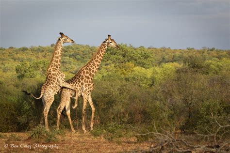 A pain in the neck for giraffes - Africa Geographic