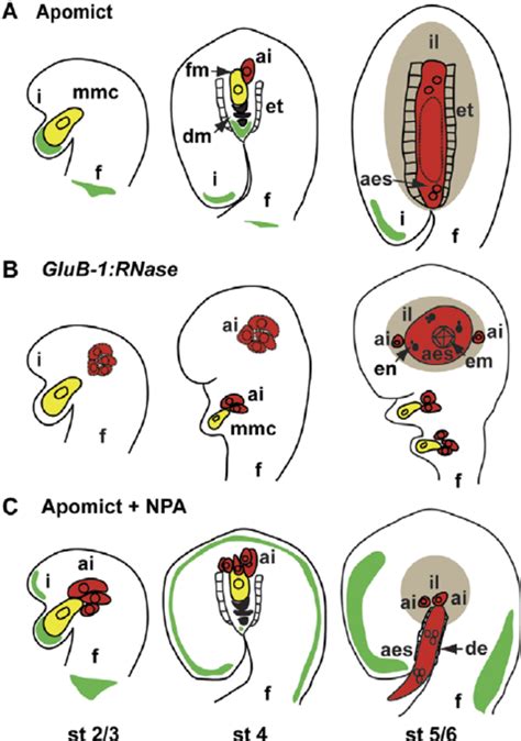 Schematic representation of ovule development in wild- type ...