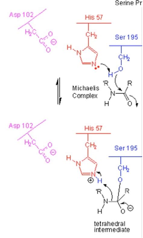 Solved For the following step of a serine protease reaction | Chegg.com