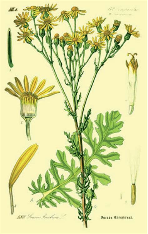 Senecio jacobaea (Source: http://caliban.mpiz-koeln.mpg.de/lindman/) | Download Scientific Diagram