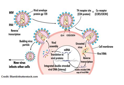 HIV Life Cycle Steps (Stages) Explained