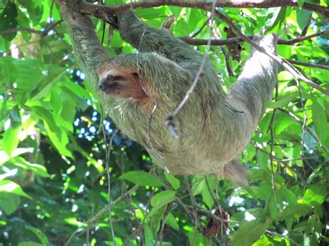 Manuel Antonio wildlife Costa Rica national park