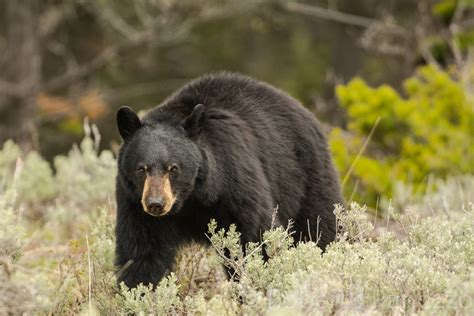 Black Bears in Yellowstone National Park 2024 - Rove.me