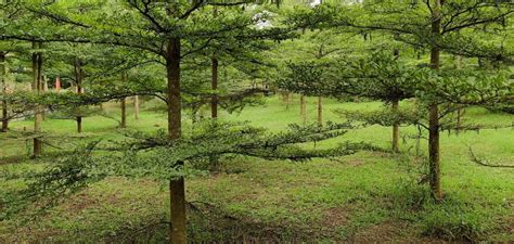 Untouched Andhra Places To See In Araku Valley