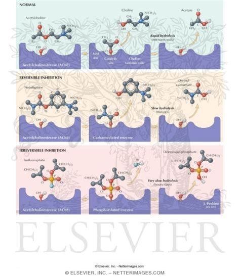 Mechanism of Action of Acetylcholinesterase Inhibitors