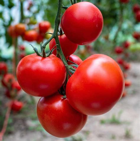 7 Heat Tolerant Tomato Varieties for the South