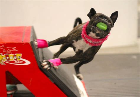 Flyball 101: How to Compete in Flyball for Dogs – American Kennel Club