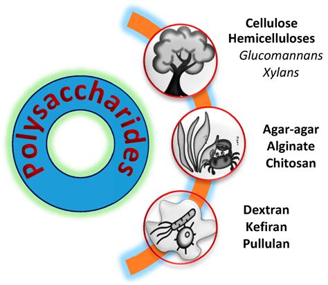 Polysaccharide Examples Food