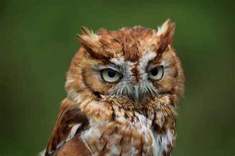 Profile Of An Eastern Screech Owl - City Wildlife