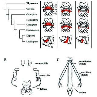 (PDF) Understanding the genetic basis of morphological evolution: The role of homeotic genes in ...