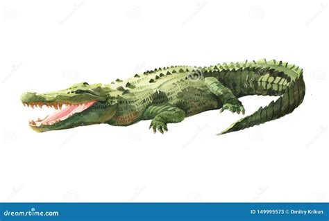 Watercolor Crocodile, Alligator Tropical Animal Isolated on a White Background. Stock ...