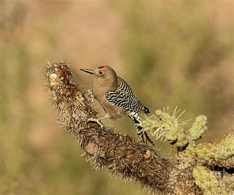 Gila Woodpecker Photograph by Dennis Hammer - Fine Art America