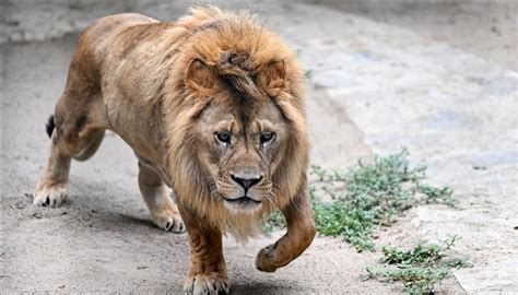 Injured lions ready for mating season after long treatment in Türkiye ...