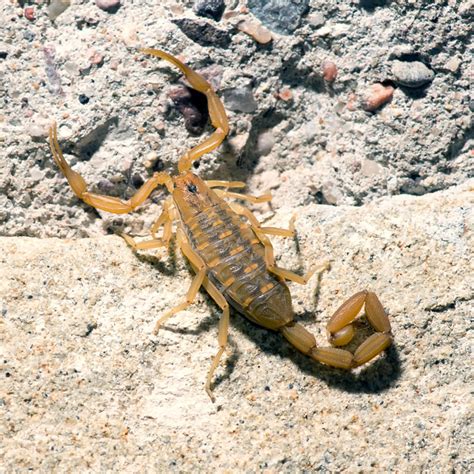 Arizona Bark Scorpion | Desert Animals