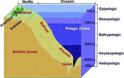 Benthic Zone: Definition, Types and Characteristics