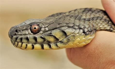 Discover the Largest Diamondback Water Snake Ever Found - A-Z Animals