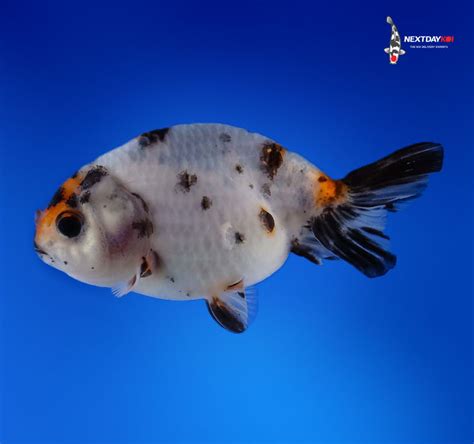 Get To Know Ranchu Goldfish | Next Day Koi