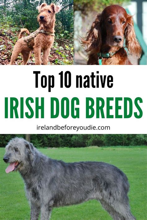 The top 10 native (and ADORABLE) Irish dog breeds | Irish dog breeds ...