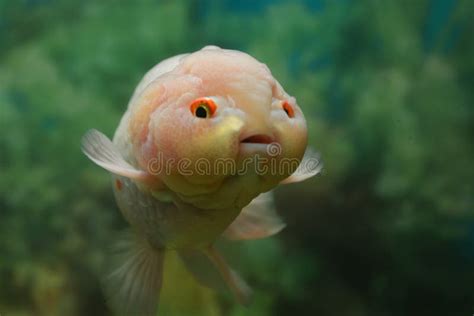 60,858 Cute Fish Stock Photos - Free & Royalty-Free Stock Photos from ...