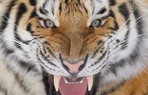 lindo, tigre, fera, feroz, forte, coragem | Tigre siberiano, Tigre, Animais