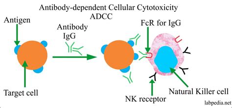 Chapter 12: Type II Hypersensitivity Reaction and ADCC (Cytotoxic ...