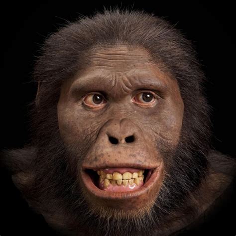 Australopithecus africanus | The Smithsonian Institution's Human Origins Program