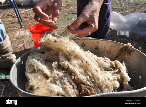 Hand Scouring (washing or cleaning) wool Stock Photo - Alamy