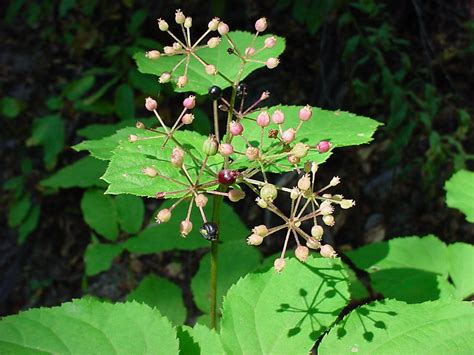 Aralia racemosa - Google Search | Plants, Materia medica, Health