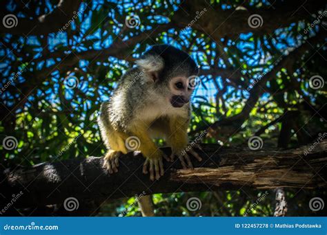 Baby monkey on a tree stock photo. Image of african - 122457278