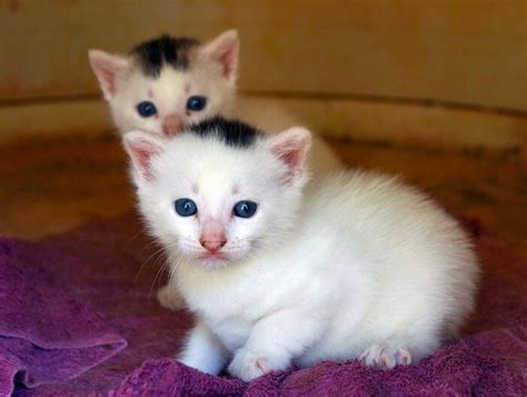 250 Twin Cat Names - Names for Pairs of Cats | PetPress