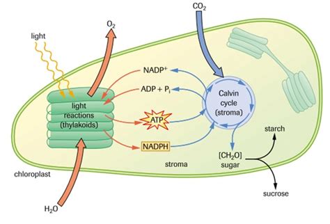 Metabolism: Photosynthesis - SBI4U RESOURCE WEBSITE