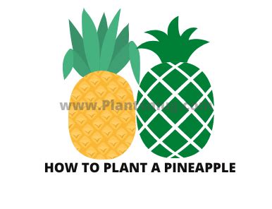 How To Plant a Pineapple With 6 Best Easy Steps - Plantsmug