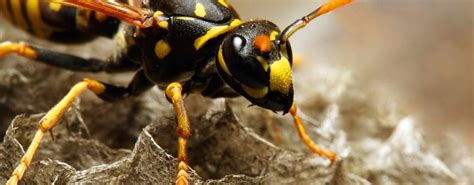 Identify A Hornets' Nest | Hornet Nest Removal | JG Pest Control