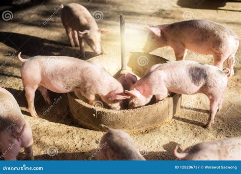 Swine at the Farm. Meat Industry. Pig Farming To Meet the Growing ...