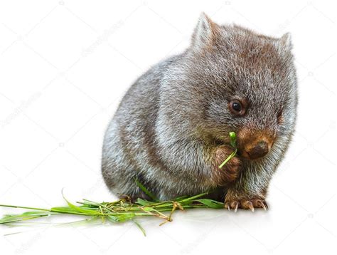 Wombat eating Stock Photo by ©bennymarty 75516183