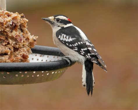 Downy Woodpecker - FeederWatch